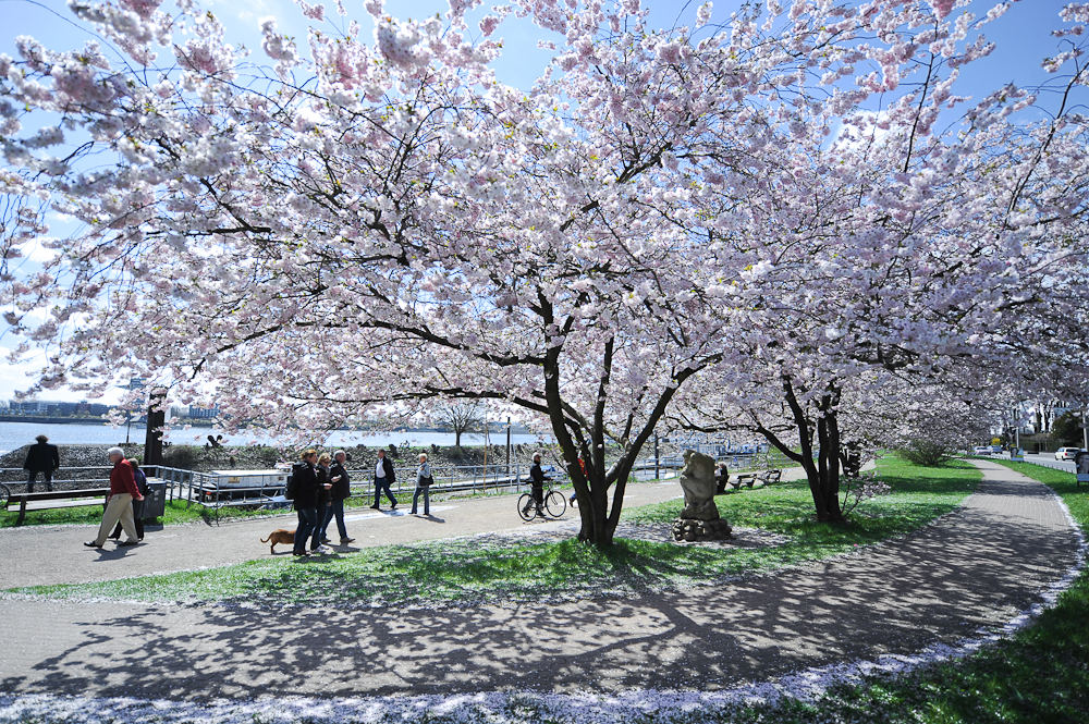 Hamburg genau kirschblütenfest wo Deutschland